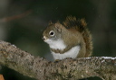 img_9264_squirrel
