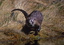 northern_river_otter