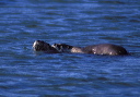 northern_river_otter2
