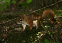 red_squirrel4731