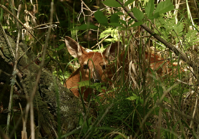 Odocoileus virginianus Cervidae