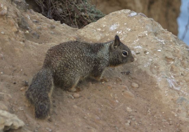 Spermophilus beecheyi Sciuridae