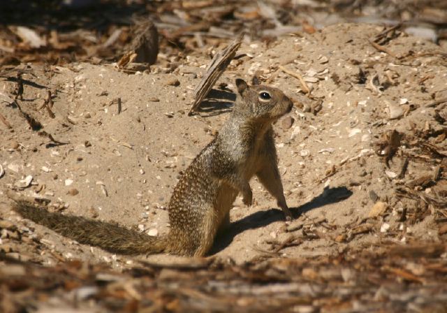 Spermophilus beecheyi Sciuridae
