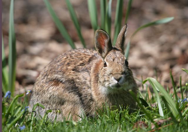 Sylvilagus floridanus Leporidae