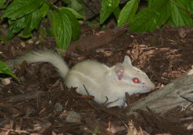 Tamias minimus Sciuridae