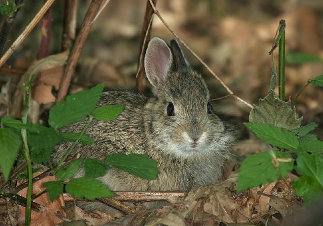 Sylvilagus floridanus Leporidae