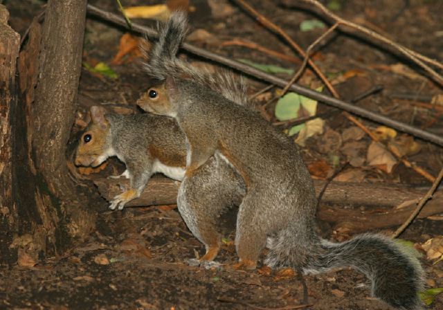 Sciurus carolinensis Sciuridae