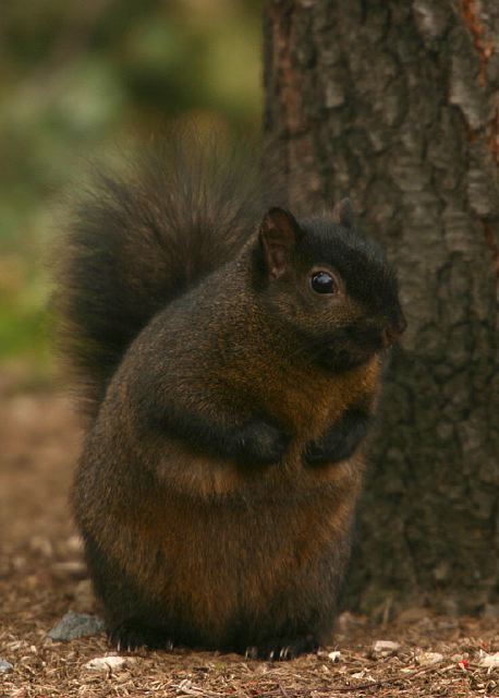 Sciurus carolinensis Sciuridae
