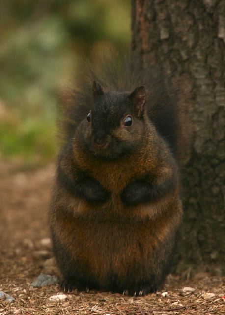 Sciurus carolinensis Sciuridae