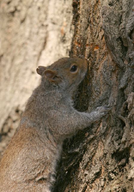 Sciurus carolinensis Sciuridae