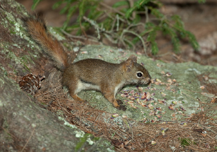 Tamiasciurus hudsonicus Sciuridae