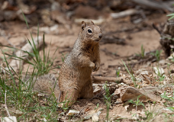 Otospermophilus variegatus Sciuridae