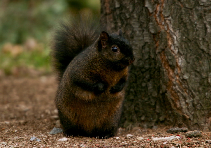 Sciurus carolinensis Sciuridae