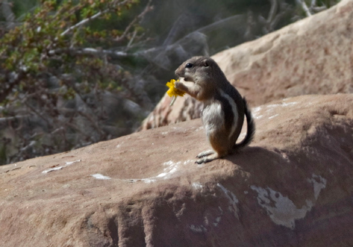 Ammospermophilus leucurus Sciuridae