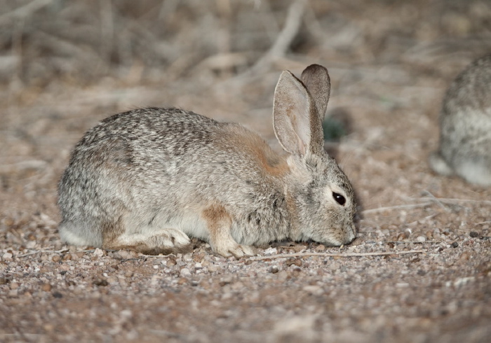 Sylvilagus audubonii Leporidae