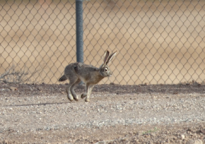 Lepus californicus Leporidae