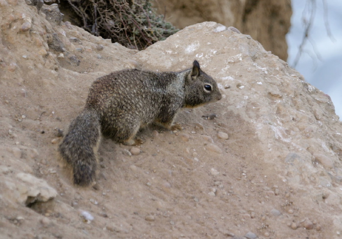 Otospermophilus beecheyi Sciuridae