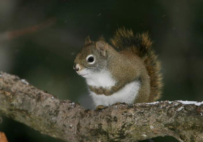 Tamiasciurus hudsonicus Sciuridae