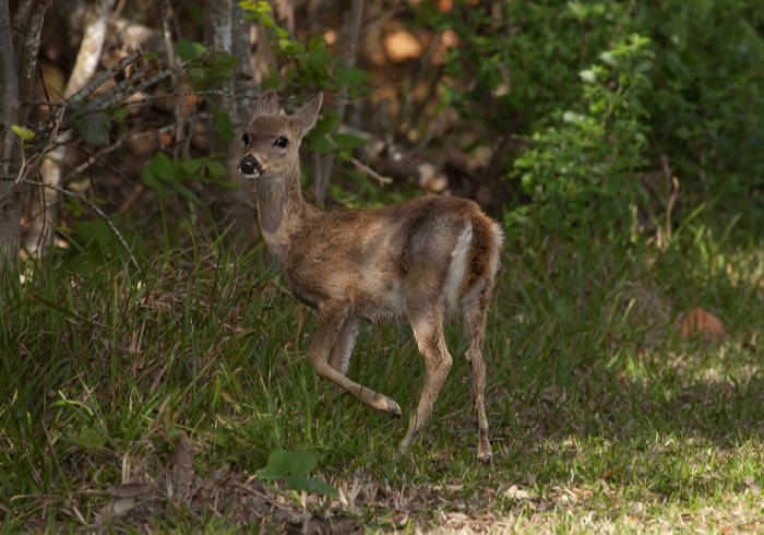 Odocoileus virginianus clavium Cervidae