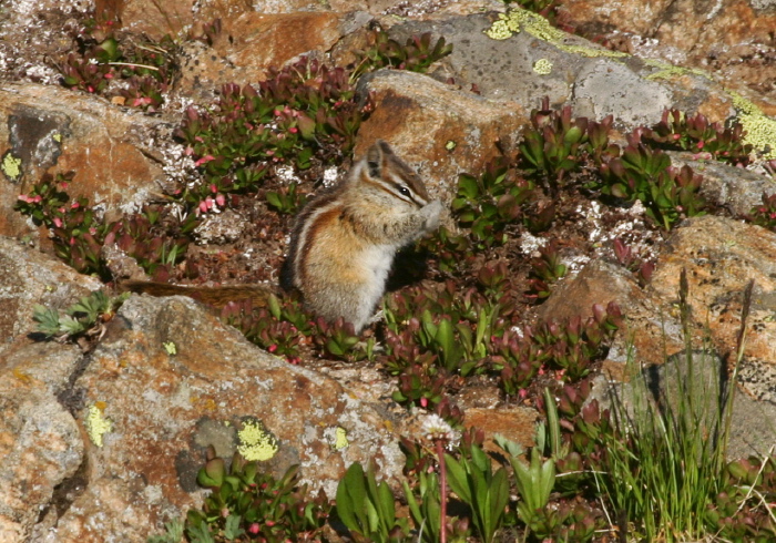 Tamias minimus Sciuridae