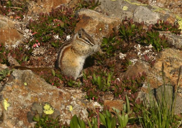 Tamias minimus Sciuridae