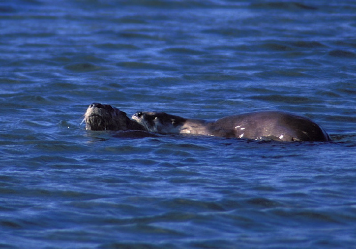 Lontra canadensis Mustelidae