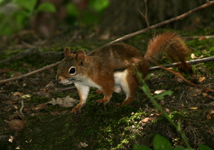 Tamiasciurus hudsonicus Sciuridae