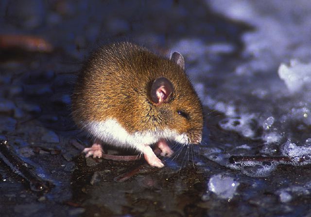 Peromyscus leucopus Muridae