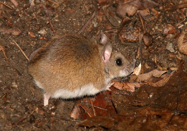 Peromyscus leucopus Muridae