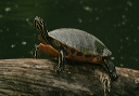 turtle_zh3z8205