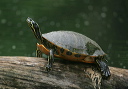 turtle_zh3z8213