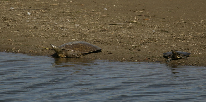 Apalone spinifera spinifera Trionychidae