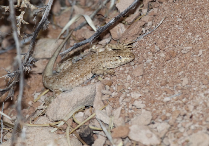 Uta stansburiana uniformis? Phrynosomatidae