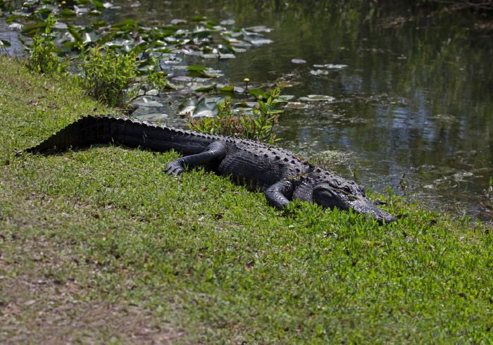 Alligator mississippiensis Alligatoridae