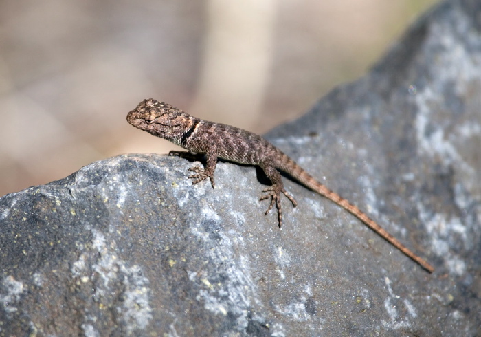 Sceloporus magister? Phrynosomatidae