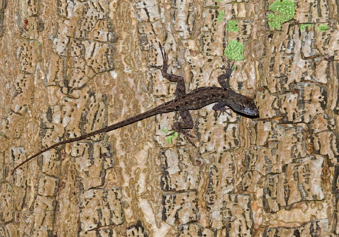 Anolis sagrei? Polychrotidae