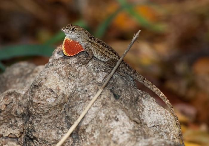 Anolis sagrei? Polychrotidae