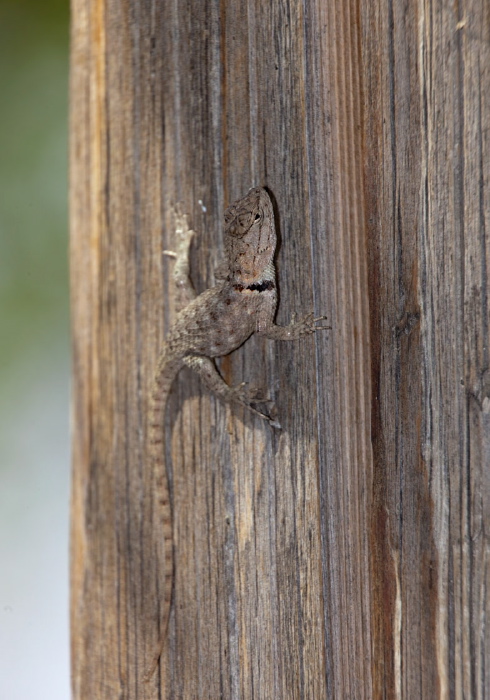 Sceloporus magister? Phrynosomatidae