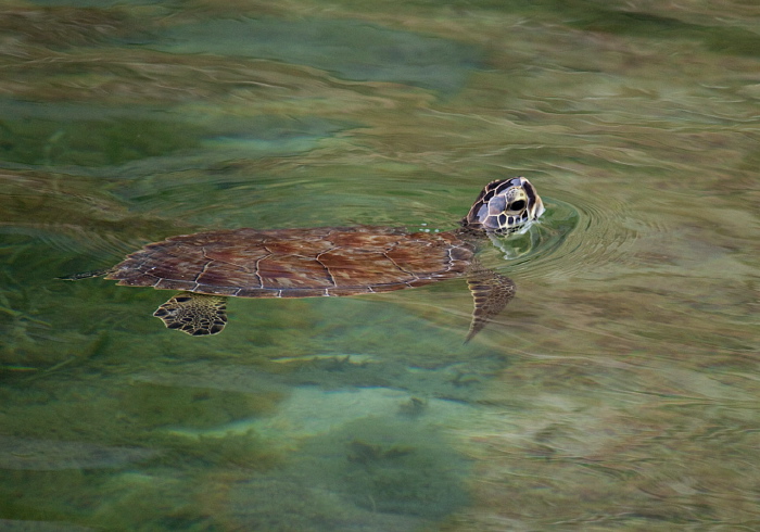 Chelonia mydas Cheloniidae