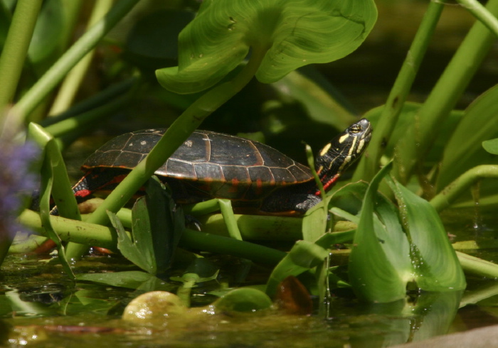 Chrysemys picta Emydidae