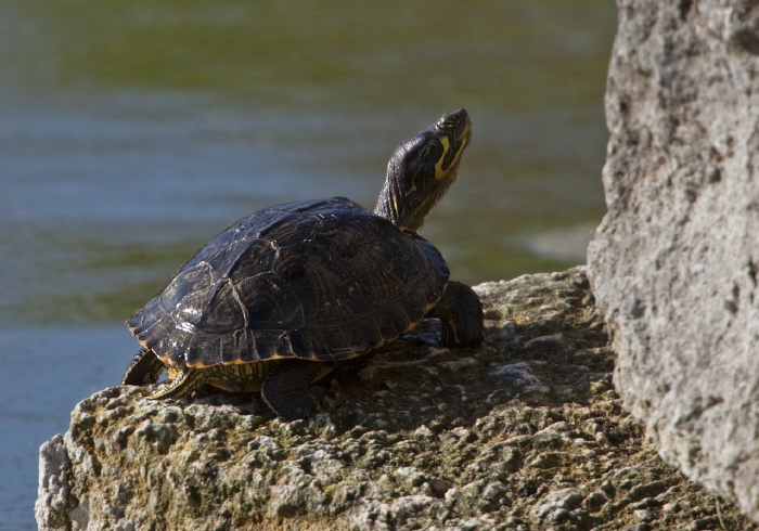 Trachemys scripta scripta Emydidae