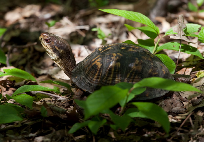 Terrapene carolina carolina Emydidae