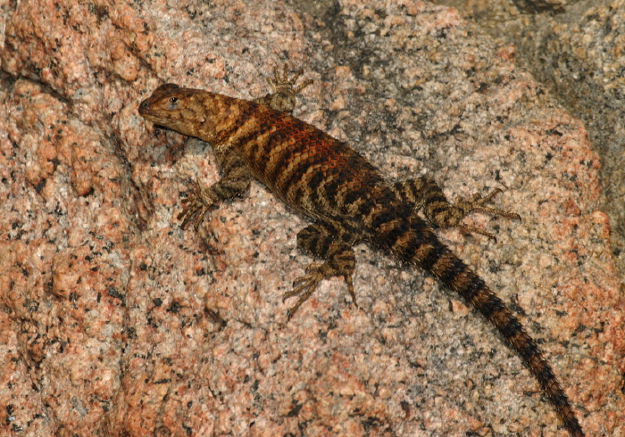 Sceloporus orcutti Phrynosomatidae