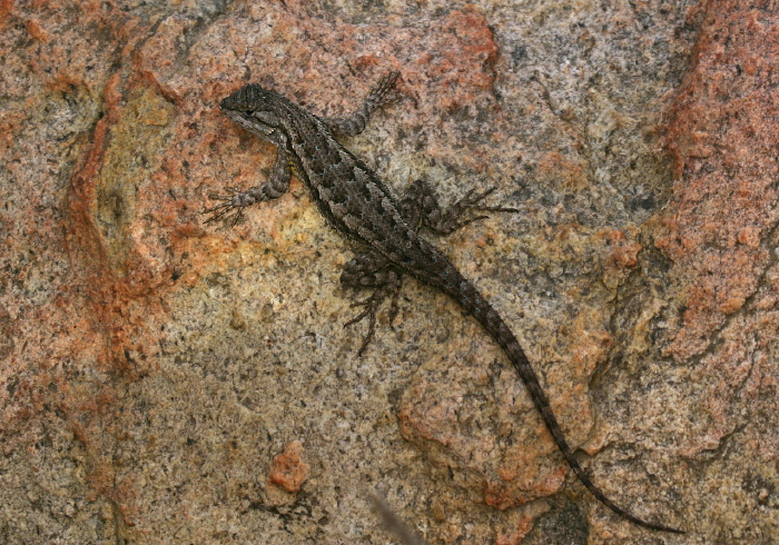 Sceloporus occidentalis longipes Phrynosomatidae