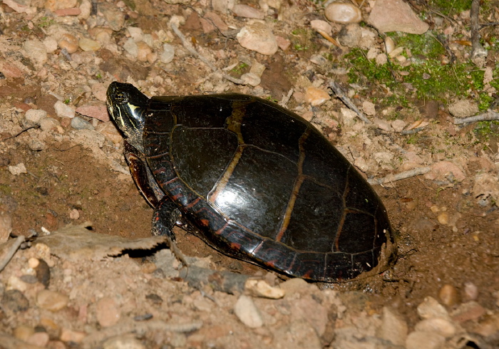 Chrysemys picta Emydidae