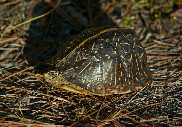 Terrapene carolina bauri Emydidae