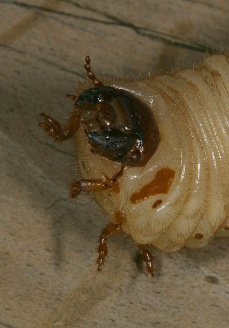 beetle_larva5293.jpg