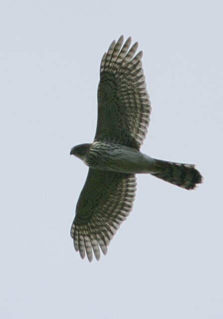 cooper_s_hawk5195.jpg