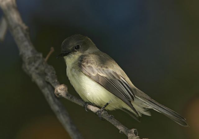 eastern_phoebe5348.jpg