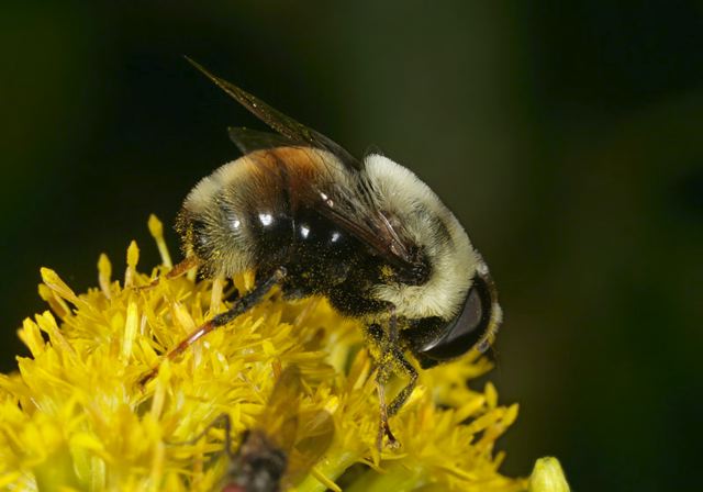 eristalis_flavipes4946.jpg